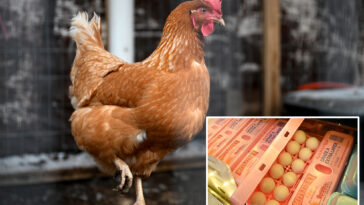 big-egg-producers-artificially-inflated-prices-as-americans-struggled-to-buy-groceries,-must-now-pay-$3.3m:-doj