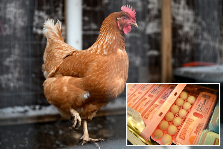 big-egg-producers-artificially-inflated-prices-as-americans-struggled-to-buy-groceries,-must-now-pay-$3.3m:-doj