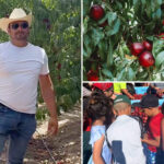embattled-california-fruit-farmer-gives-away-more-than-125,000-pounds-of-nectarines