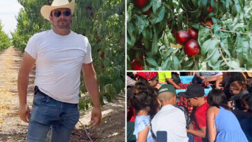 embattled-california-fruit-farmer-gives-away-more-than-125,000-pounds-of-nectarines