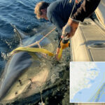 contender’s-latest-ping-reveals-location-of-largest-male-great-white-is-a-mystery