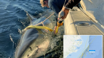 contender’s-latest-ping-reveals-location-of-largest-male-great-white-is-a-mystery