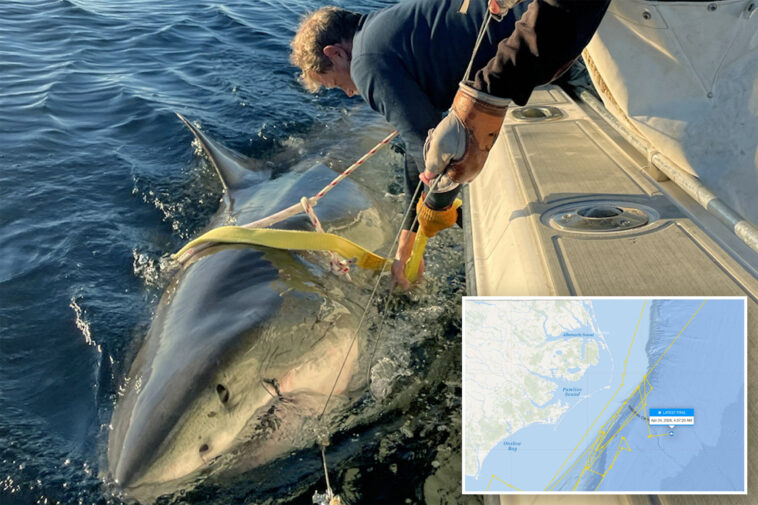 contender’s-latest-ping-reveals-location-of-largest-male-great-white-is-a-mystery
