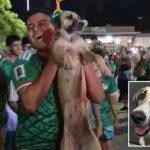 dog-missing-for-month-in-mexico-found-partying-with-world-cup-fans-after-team’s-win