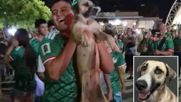 dog-missing-for-month-in-mexico-found-partying-with-world-cup-fans-after-team’s-win
