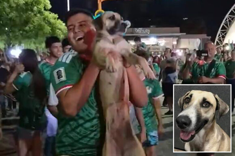 dog-missing-for-month-in-mexico-found-partying-with-world-cup-fans-after-team’s-win
