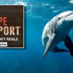 let’s-all-agree-that-dolphins-are-the-‘smart-kids-who-don’t-apply-themselves’-of-the-animal-kingdom