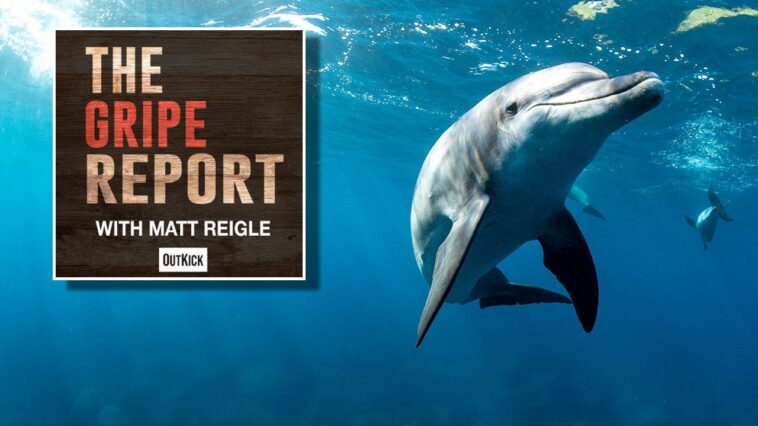 let’s-all-agree-that-dolphins-are-the-‘smart-kids-who-don’t-apply-themselves’-of-the-animal-kingdom