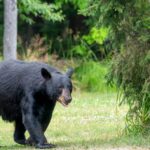 video:-colorado-man-gets-surprise-of-a-lifetime,-finds-a-bear-sitting-in-his-pickup-truck