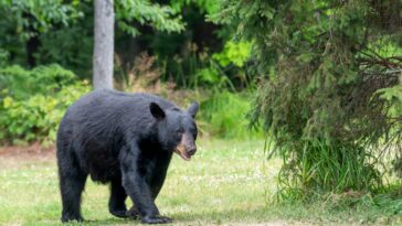 video:-colorado-man-gets-surprise-of-a-lifetime,-finds-a-bear-sitting-in-his-pickup-truck