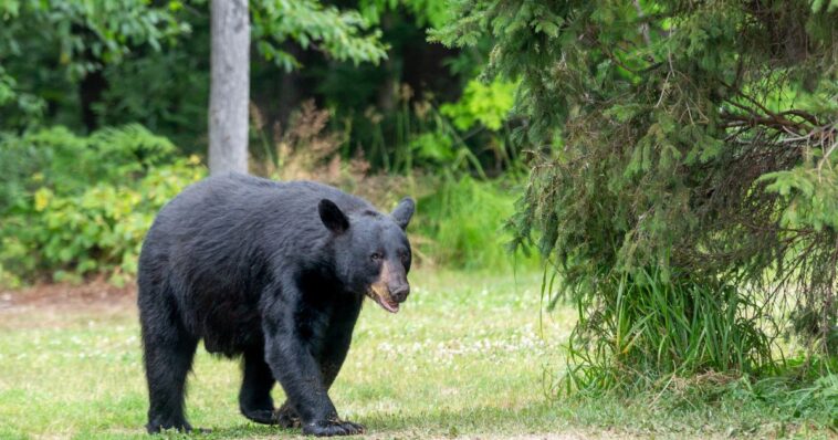 video:-colorado-man-gets-surprise-of-a-lifetime,-finds-a-bear-sitting-in-his-pickup-truck