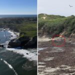 mysterious-purple-seal-has-beach-enclave-going-wild-—-experts-reveal-what-happened
