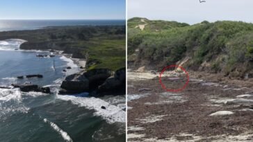mysterious-purple-seal-has-beach-enclave-going-wild-—-experts-reveal-what-happened