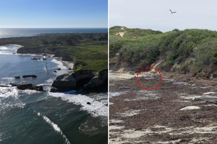 mysterious-purple-seal-has-beach-enclave-going-wild-—-experts-reveal-what-happened