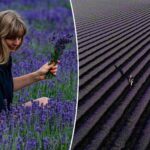 lavender-farm-forced-to-install-wi-fi-boosters-as-influencers-flock-on-fields-in-droves