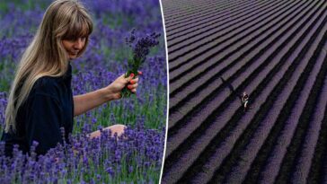 lavender-farm-forced-to-install-wi-fi-boosters-as-influencers-flock-on-fields-in-droves