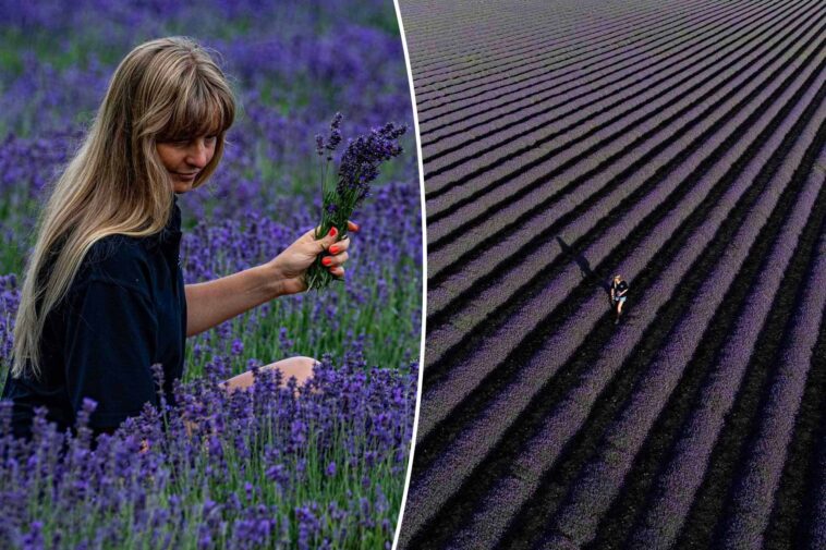lavender-farm-forced-to-install-wi-fi-boosters-as-influencers-flock-on-fields-in-droves