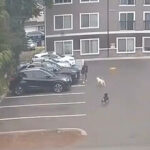 horrifying-moment-pregnant-woman-is-attacked-by-dogs-—-as-doctors-forced-to-induce-labor
