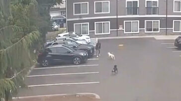 horrifying-moment-pregnant-woman-is-attacked-by-dogs-—-as-doctors-forced-to-induce-labor