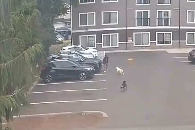 horrifying-moment-pregnant-woman-is-attacked-by-dogs-—-as-doctors-forced-to-induce-labor
