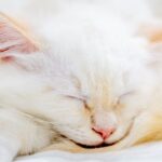 a-missing-kitten-rode-under-a-car-hood.-ai-brought-her-home