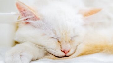 a-missing-kitten-rode-under-a-car-hood.-ai-brought-her-home