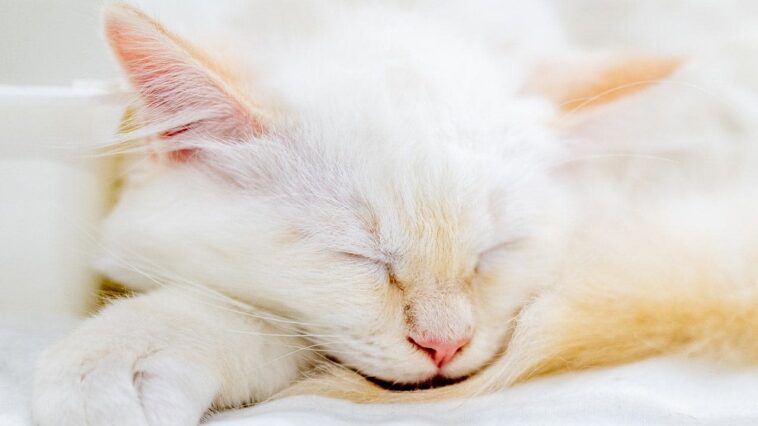 a-missing-kitten-rode-under-a-car-hood.-ai-brought-her-home