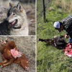 killer-wolves-terrorize-california-ranchers-desperate-to-defend-livestock-from-predators