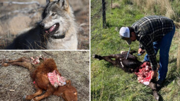 killer-wolves-terrorize-california-ranchers-desperate-to-defend-livestock-from-predators