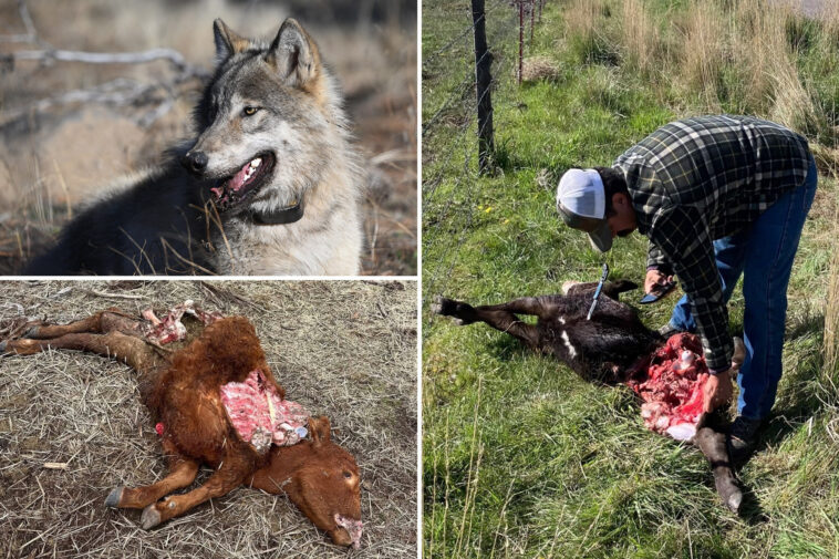 killer-wolves-terrorize-california-ranchers-desperate-to-defend-livestock-from-predators