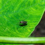 west-nile-virus-detected-in-southern-state-as-health-officials-warn-residents-about-mosquitoes