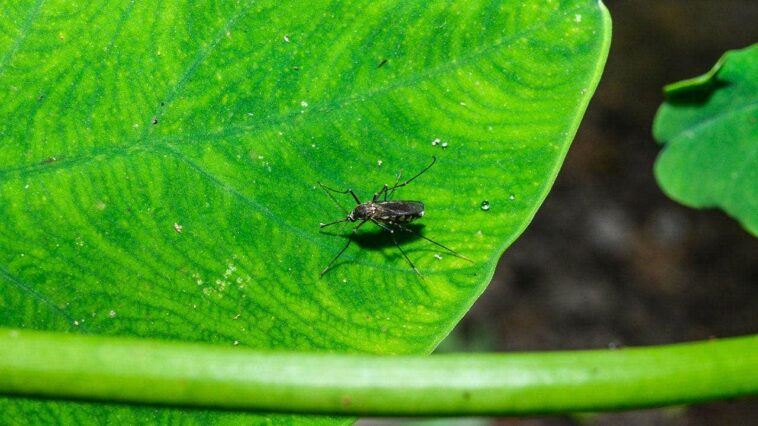 west-nile-virus-detected-in-southern-state-as-health-officials-warn-residents-about-mosquitoes