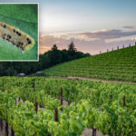 california-winemakers-brace-for-disaster-after-devastating-invasive-pest-found-in-multiple-counties