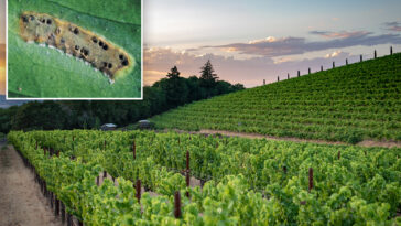 california-winemakers-brace-for-disaster-after-devastating-invasive-pest-found-in-multiple-counties
