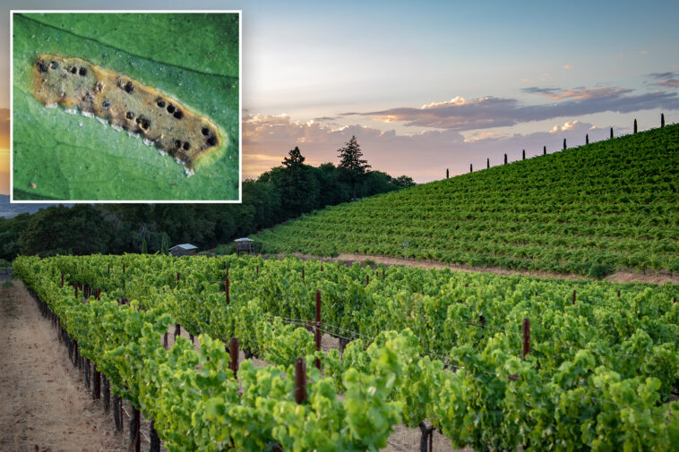california-winemakers-brace-for-disaster-after-devastating-invasive-pest-found-in-multiple-counties
