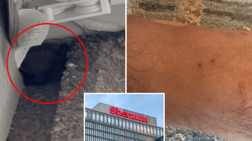 pilot-bitten-by-bat-after-swarm-invades-his-sheraton-hotel-room,-costing-him-over-$100k-for-rabies-shots:-lawsuit