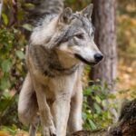 grizzly-bear-sends-a-bold-yellowstone-wolf-packing-after-it-eyes-the-bear’s-bison-carcass-meal