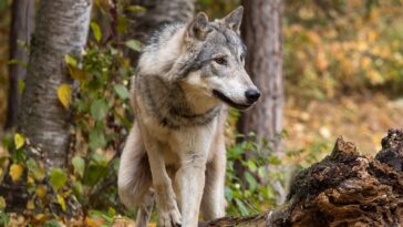 grizzly-bear-sends-a-bold-yellowstone-wolf-packing-after-it-eyes-the-bear’s-bison-carcass-meal