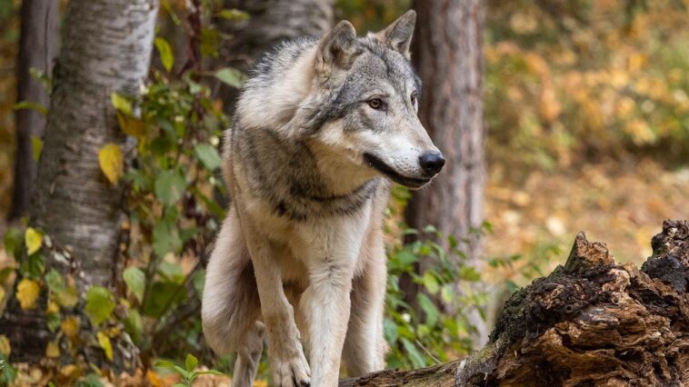 grizzly-bear-sends-a-bold-yellowstone-wolf-packing-after-it-eyes-the-bear’s-bison-carcass-meal