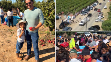 california-fruit-farmers’-free-nectarine-giveaway-shut-down-by-authorities-due-to-huge-crowds
