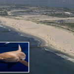 massive-shark-spotted-by-long-island-swimmers-closes-beaches-on-90-plus-degree-day