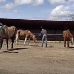 sickening-footage-shows-moment-cowboys-allegedly-shoot-dead-four-horses-on-remote-california-ranch