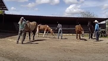 sickening-footage-shows-moment-cowboys-allegedly-shoot-dead-four-horses-on-remote-california-ranch