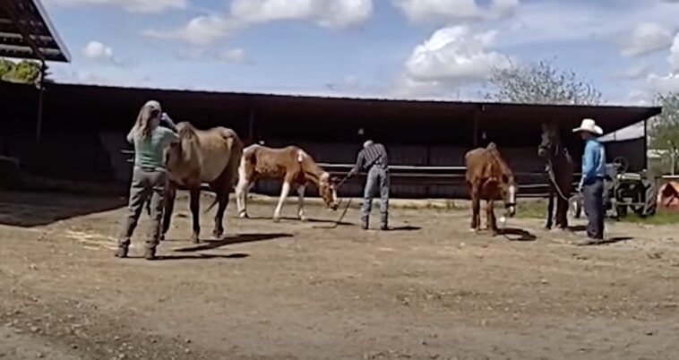 sickening-footage-shows-moment-cowboys-allegedly-shoot-dead-four-horses-on-remote-california-ranch