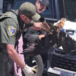 massive-hawk-miraculously-survives-200-miles-trapped-in-car-grille-before-driver-realized