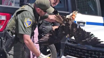 massive-hawk-miraculously-survives-200-miles-trapped-in-car-grille-before-driver-realized