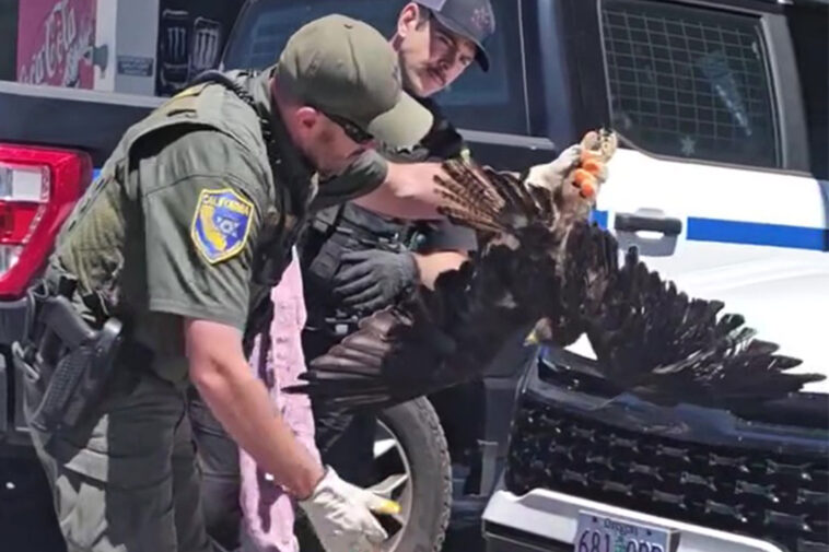 massive-hawk-miraculously-survives-200-miles-trapped-in-car-grille-before-driver-realized