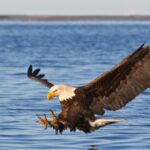 op-ed:-america-is-in-the-bible-–-here’s-why-millions-believe-it