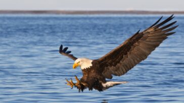 op-ed:-america-is-in-the-bible-–-here’s-why-millions-believe-it