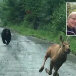 maine-couple-help-moose-calf-escape-charging-bear,-reunite-with-its-mom:-‘knew-what-i-had-to-do’